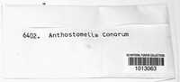 Anthostomella conorum image